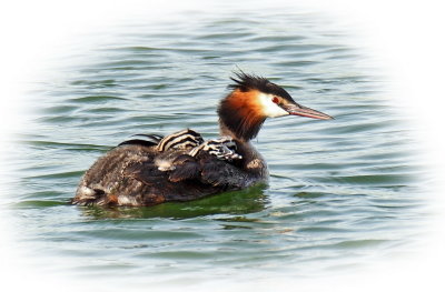 Grebe Greater Crested