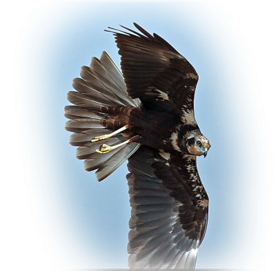 Harrier Marsh Female