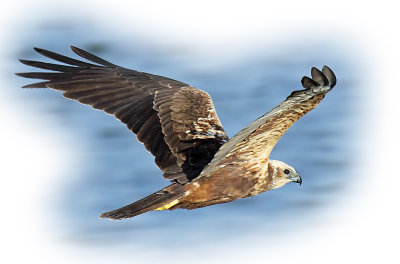 Harrier Marsh Female