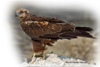 Harrier Marsh Female