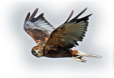 Harrier Marsh Male