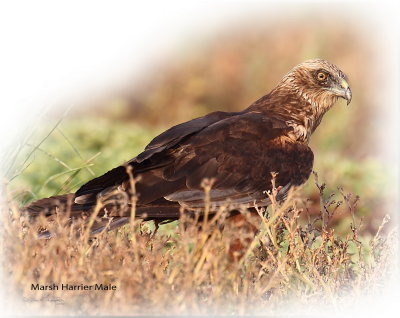 Harrier Marsh Male