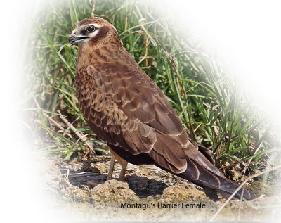 Harrier Montagus Female