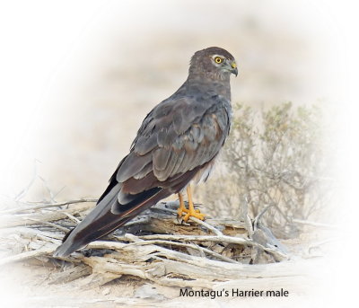 Harrier Montagus Male