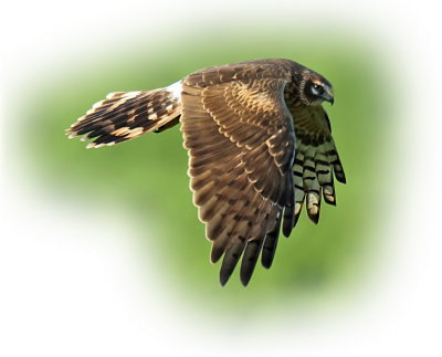 Harrier Pallid Female