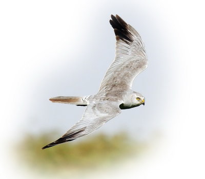 Harrier Pallid Male