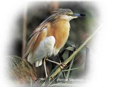 Heron Squacco