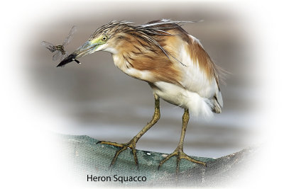 Heron Squacco