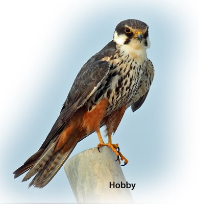 Falcon Hobby