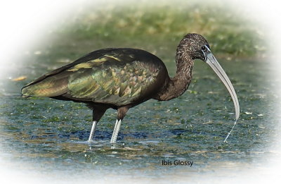 Ibis Glossy