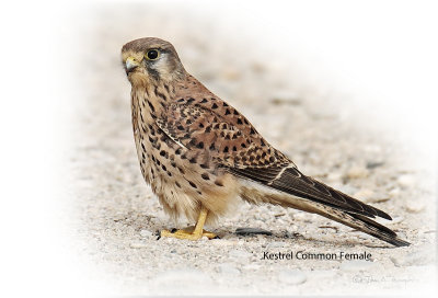 Kestrel Common Female.