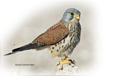 Kestrel Common Male