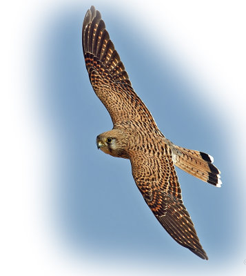 Kestrel Female