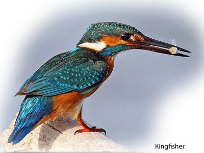 King Fisher