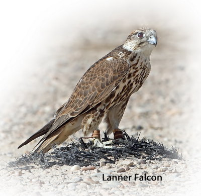 Falcon Lanner 