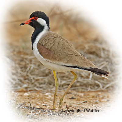 Lapwing Red Wattled