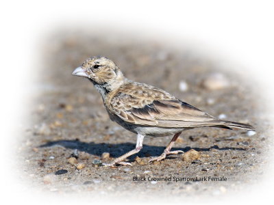 Lark Black Crowned Sparrow Female