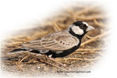 Lark Black Crowned Sparrow Male