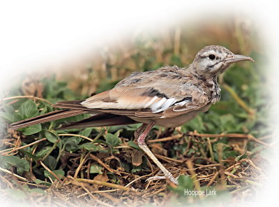 Lark Hoopoe 