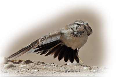 Lark Hoopoe