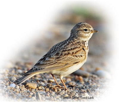 Lark Lesser Short-Toed