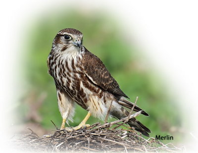 Merlin 