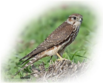 Falcon Merlin 