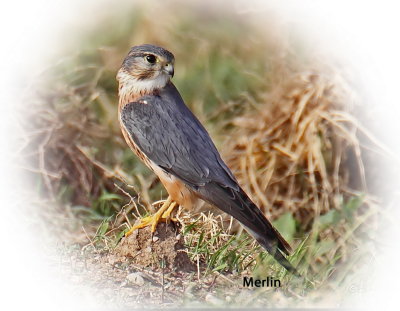 Falcon Merlin Male