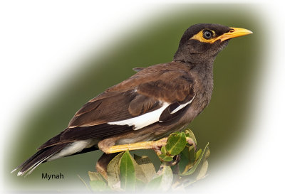 Myna