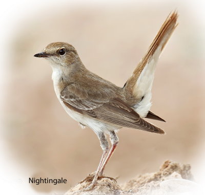 Nightingale