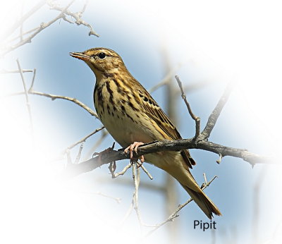 Pipit