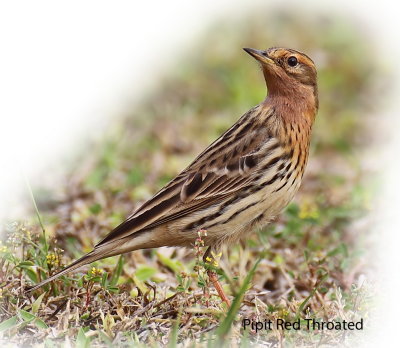 Pipit Red Throated