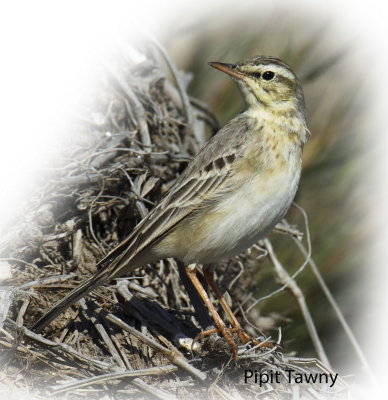 Pipit Tawny 