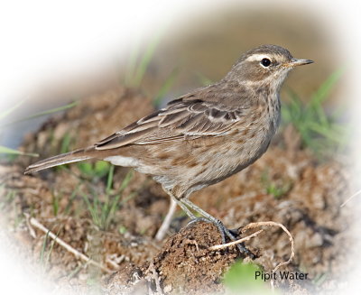 Pipit Water