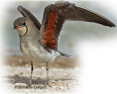 Pratincole Collard