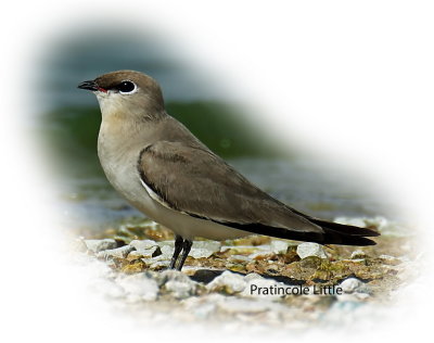 Pratincole Small