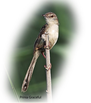 Prinia Graceful