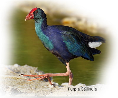 Purple Gallinule