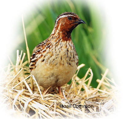 Quail 