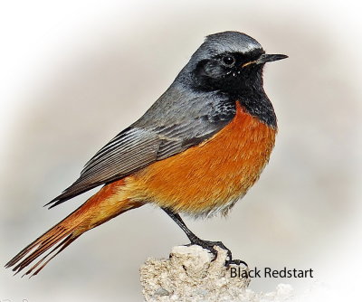 Redstart Black Male