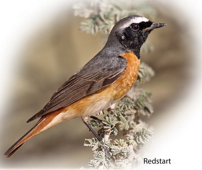 Redstart Common Male