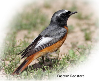 Redstart Eastern