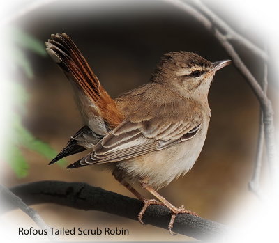 Robin Rufous Tailed