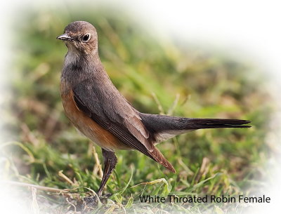 Robin White Throated female