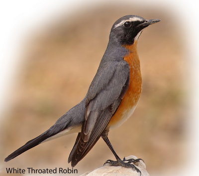 Robin White Throated