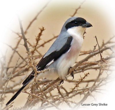 Shrike Lesser Grey 