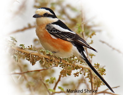 Shrike Masked