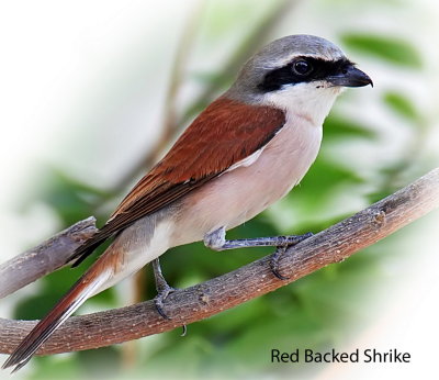 Shrike Red Backed 