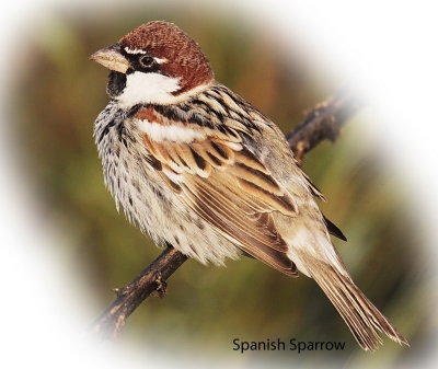 Spanish Sparrow