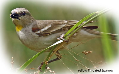 Sparrow Yellow throated